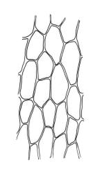 Crosbya nervosa, basal laminal cells. Drawn from D.S. Horning SA-450A, CHR 242316.
 Image: R.C. Wagstaff © Landcare Research 2017 